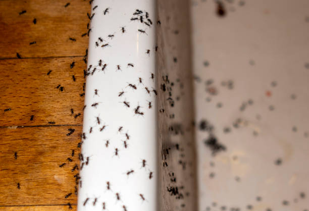 Best Best Pest Control Companies  in Eureka, CA
